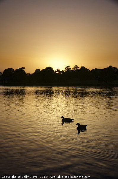 Sunset Geese on the Norfolk Broads Picture Board by Sally Lloyd