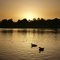 Buy canvas prints of Sunset Geese on the Norfolk Broads by Sally Lloyd