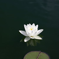 Buy canvas prints of White water lily and pad by Sally Lloyd