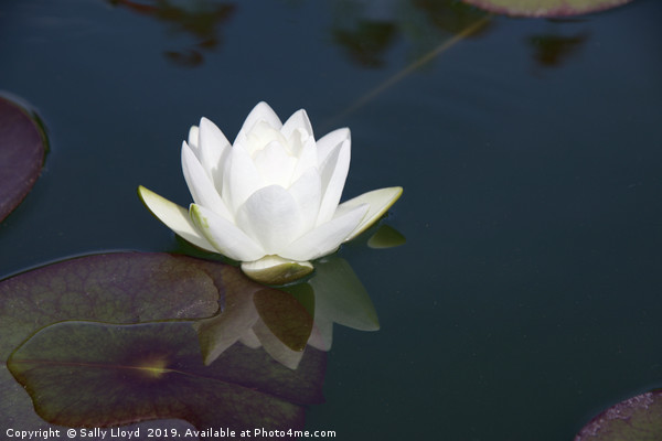 White Lily Reflection Picture Board by Sally Lloyd