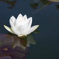 Buy canvas prints of White Lily Reflection by Sally Lloyd