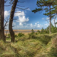 Buy canvas prints of Pine View East Hills Norfolk by Sally Lloyd