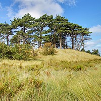 Buy canvas prints of Pine Trees at East Hills Norfolk by Sally Lloyd