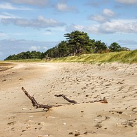 Buy canvas prints of Driftwood at East Hills Norfolk by Sally Lloyd