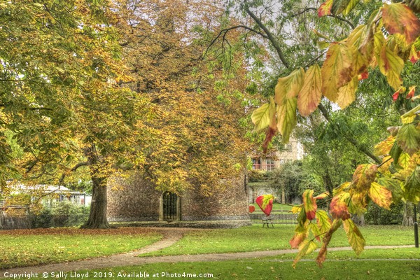 Autumnal Cow Tower, Norwich Picture Board by Sally Lloyd