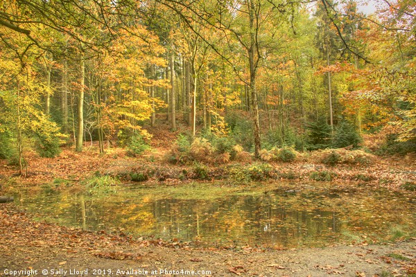 Golden time in Bacton Woods, Norfolk Picture Board by Sally Lloyd