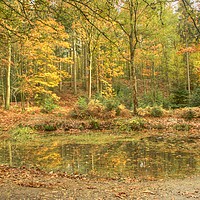 Buy canvas prints of Golden time in Bacton Woods, Norfolk by Sally Lloyd