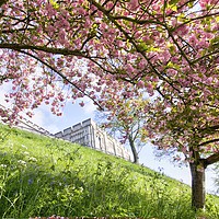 Buy canvas prints of Blossom at Norwich Castle by Sally Lloyd
