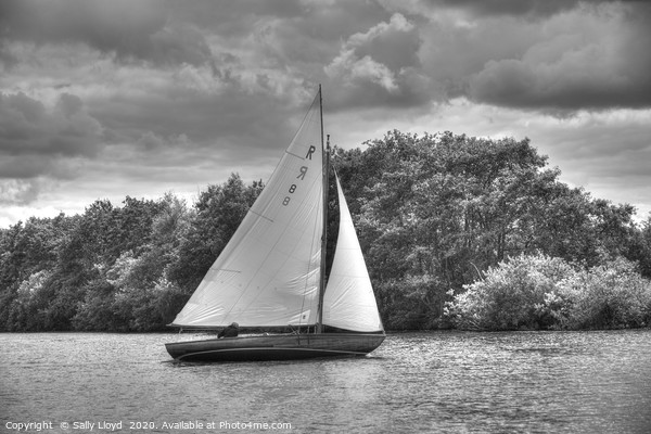 Sailing on the Bure, Norfolk UK Picture Board by Sally Lloyd