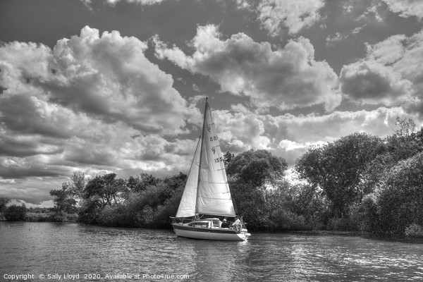 Summer Sail on The Bure, Norfolk UK Picture Board by Sally Lloyd