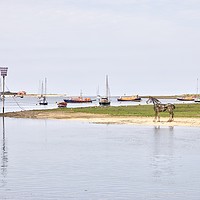 Buy canvas prints of The Lifeboat Horse at Port of Wells by Sally Lloyd