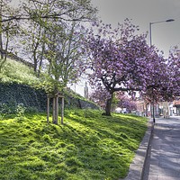Buy canvas prints of Norwich City Blossom by Sally Lloyd