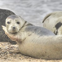 Buy canvas prints of Horsey Seal in the mood to pose. c by Sally Lloyd