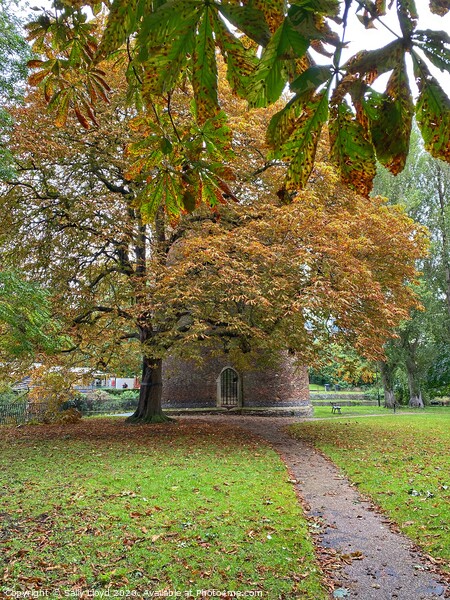 Autumn at Cow Tower, Norwich Picture Board by Sally Lloyd