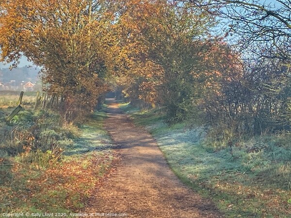 Autumnal Marriott's Way Picture Board by Sally Lloyd