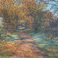 Buy canvas prints of Autumnal Marriott's Way by Sally Lloyd