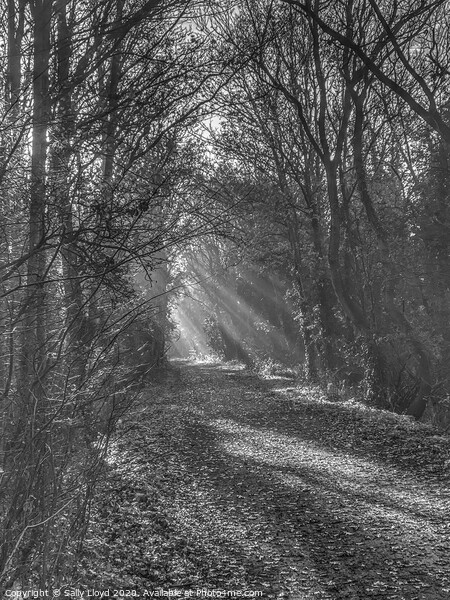 Light beams on the Marriott's Way, Norfolk  Picture Board by Sally Lloyd