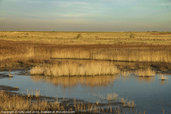 Blakeney Marshes Picture Board by Sally Lloyd