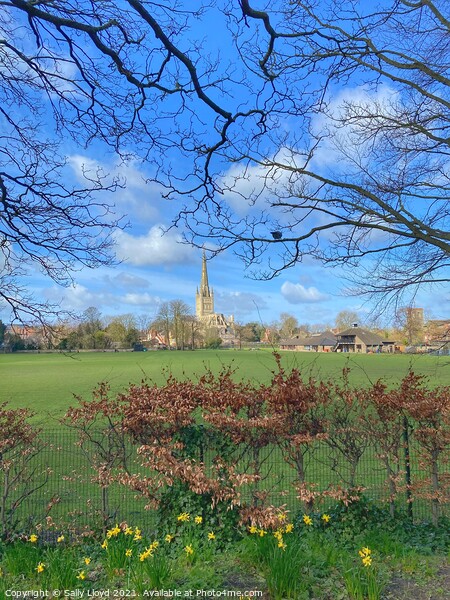 Springtime at Norwich Cathedral Picture Board by Sally Lloyd