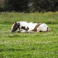 Buy canvas prints of Lying horse eating grass by Steven Maitland