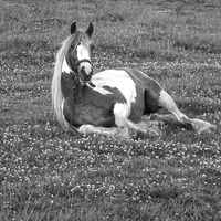 Buy canvas prints of Horse lying down in black and white by Steven Maitland
