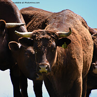 Buy canvas prints of Majestic Cattle on a Sunny Hill by paul cobb