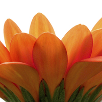 Buy canvas prints of  Orange petals.  by paul cobb