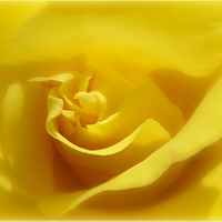 Buy canvas prints of  Yellow rose. by paul cobb