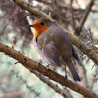 Buy canvas prints of  Robin by paul cobb