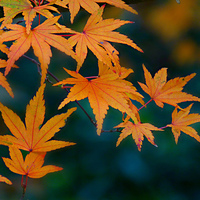 Buy canvas prints of  Autumn colours. by paul cobb