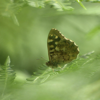 Buy canvas prints of  Speckled wood.  by paul cobb