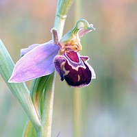 Buy canvas prints of Single Bee orchid. by paul cobb
