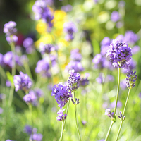 Buy canvas prints of Summer lavender meadow by Malgorzata Larys