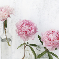 Buy canvas prints of Beautiful soft pink peonies artistic still life on white by Malgorzata Larys