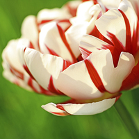Buy canvas prints of Beautiful red and white tulip close up by Malgorzata Larys