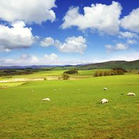 Buy canvas prints of Beautiful Spring landscape with sheep in Scotland by Malgorzata Larys