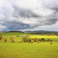 Buy canvas prints of Beautiful rural landscape with grazing cows, hills by Malgorzata Larys