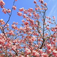 Buy canvas prints of Japanese cherry tree branches against blue sky by Malgorzata Larys