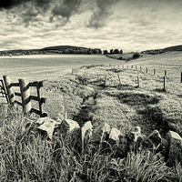 Buy canvas prints of Countryside in Scotland in black and white by Malgorzata Larys