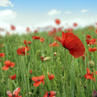 Buy canvas prints of Beautiful fields of red poppies by Malgorzata Larys