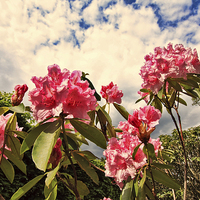 Buy canvas prints of Pink rhododendron flowers against the sky by Malgorzata Larys