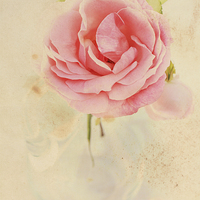 Buy canvas prints of Pretty floral vintage background with pink rose by Malgorzata Larys