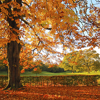 Buy canvas prints of Beautiful, sunny Autumn in the park by Malgorzata Larys