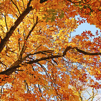 Buy canvas prints of Autumnal leaves by Malgorzata Larys