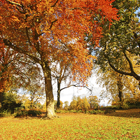 Buy canvas prints of Beautiful, sunny autumn in the park by Malgorzata Larys