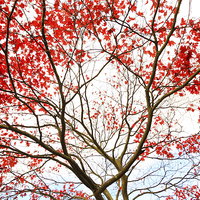 Buy canvas prints of Red Japanese maple tree by Malgorzata Larys