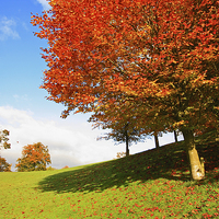 Buy canvas prints of Wonderful autumnal scene in the park of Falkirk, S by Malgorzata Larys
