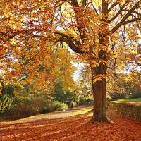 Buy canvas prints of Wonderful autumnal scene in the park of Falkirk, S by Malgorzata Larys