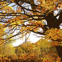 Buy canvas prints of Beautiful Autumnal maple. Motherwell Park, Scotlan by Malgorzata Larys