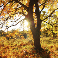 Buy canvas prints of Beautiful Autumn in the Park, Scotland  by Malgorzata Larys